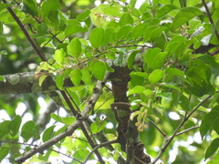(c) Adam Kamal, some rights reserved (CC BY) Taxillus chinensis, photograph (c) Adam Kamal, some rights reserved (CC BY)