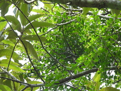 (c) Adam Kamal, some rights reserved (CC BY) Taxillus chinensis, photograph (c) Adam Kamal, some rights reserved (CC BY)