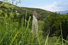 Eremurus robustus