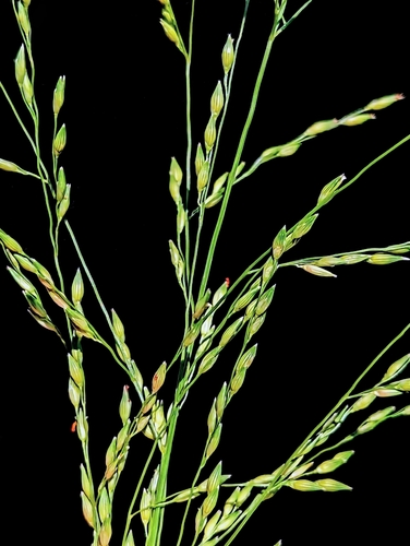 winged panicgrass (Panicum alatum)