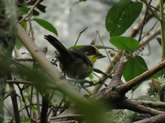 Atlapetes pallidinucha