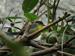 Atlapetes pallidinucha