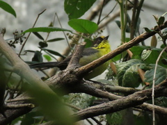 Atlapetes pallidinucha