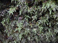 Austrothamnium pandum