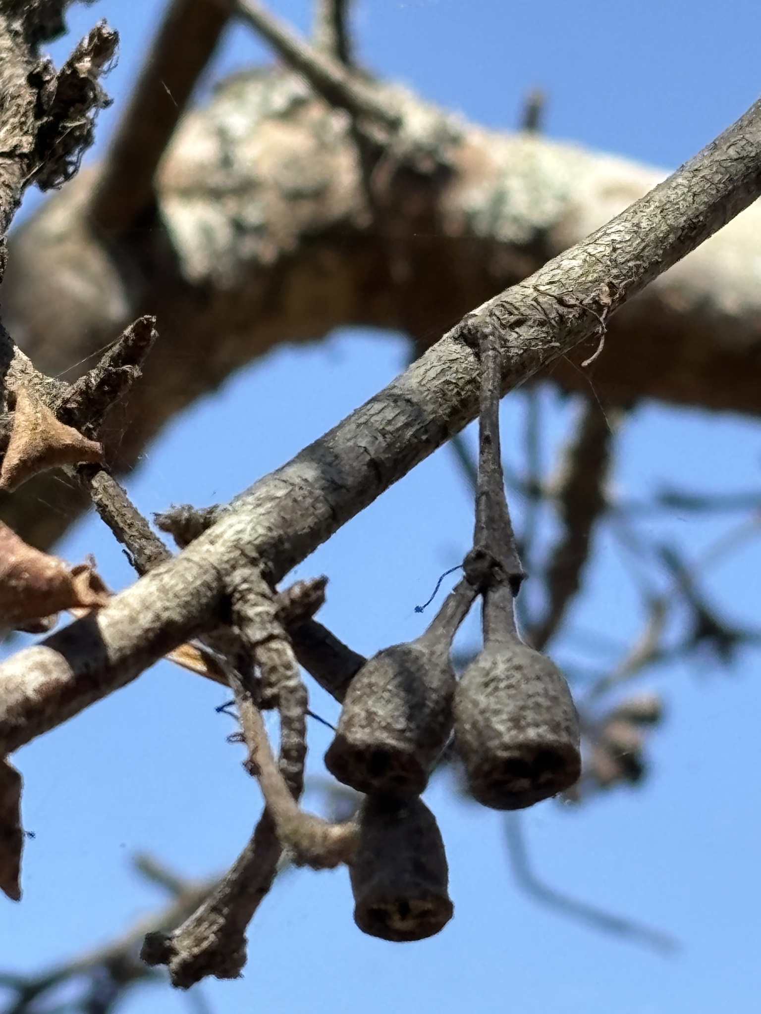 Tropical Almond (Terminalia mantaly)