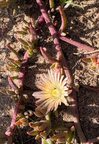 Mesembryanthemum canaliculatum Haw. 2