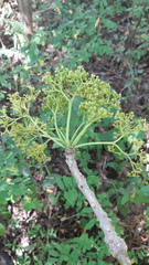 Aralia humilis