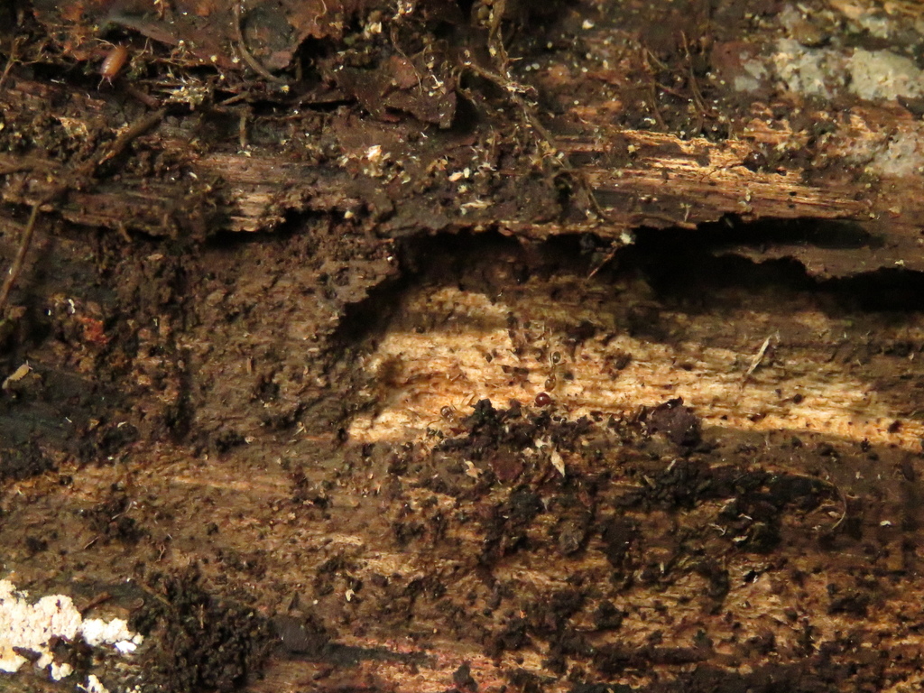 Linepithema hirsutum