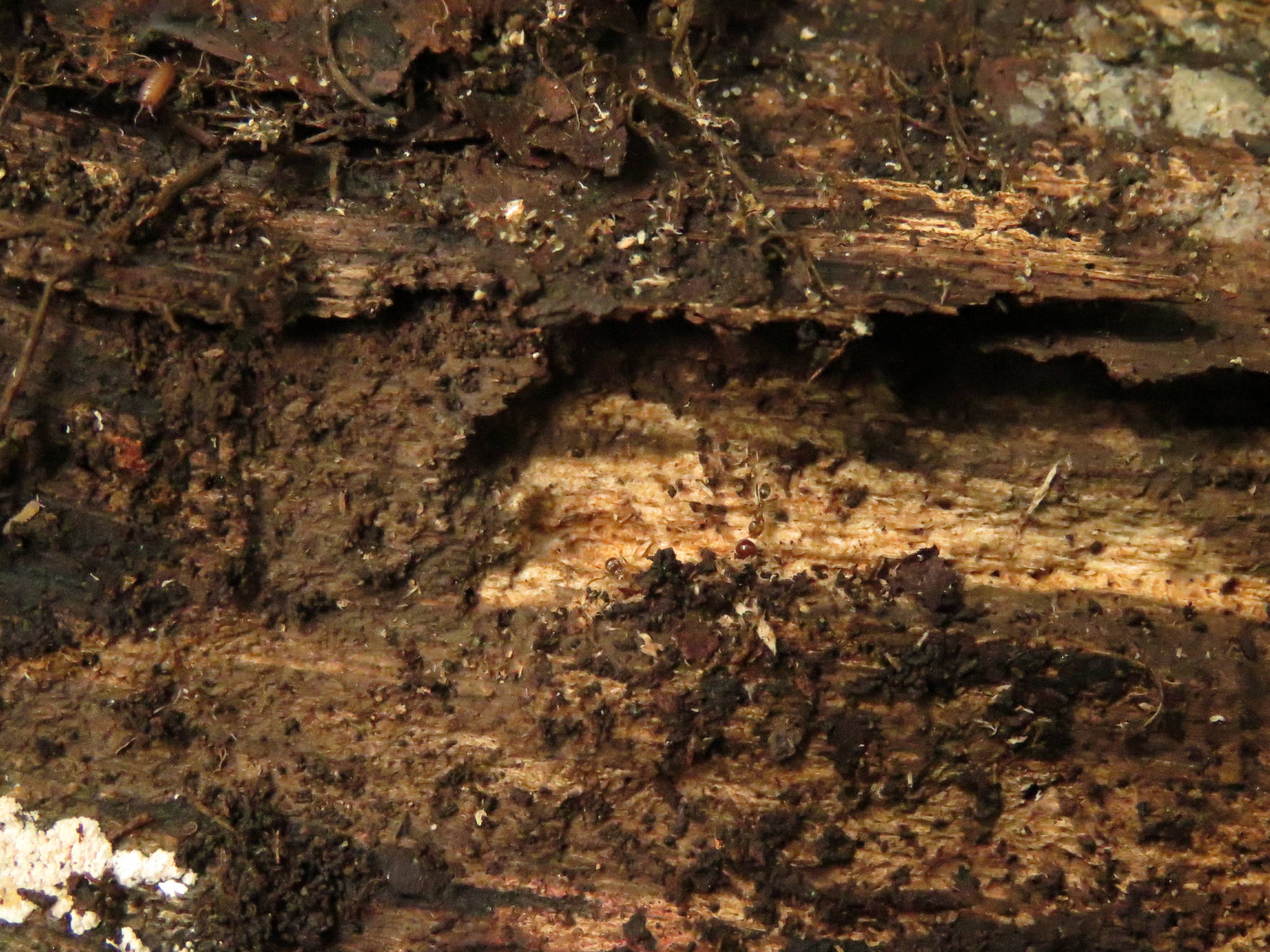 Linepithema hirsutum