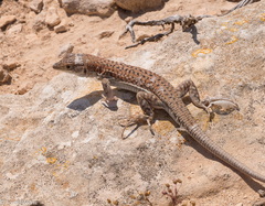 Acanthodactylus schreiberi