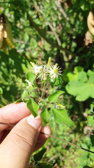 Clematis dioica