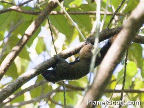 Callosciurus melanogaster