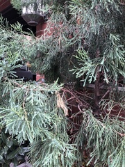 Pestalotiopsis funerea