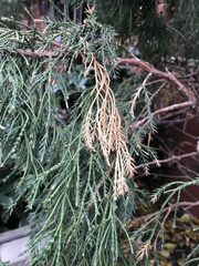 Pestalotiopsis funerea