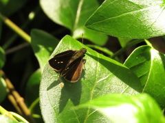 Psoralis exclamationis