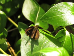 Psoralis exclamationis