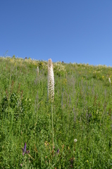 Eremurus robustus