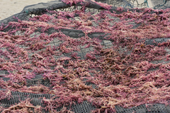 Kappaphycus alvarezii