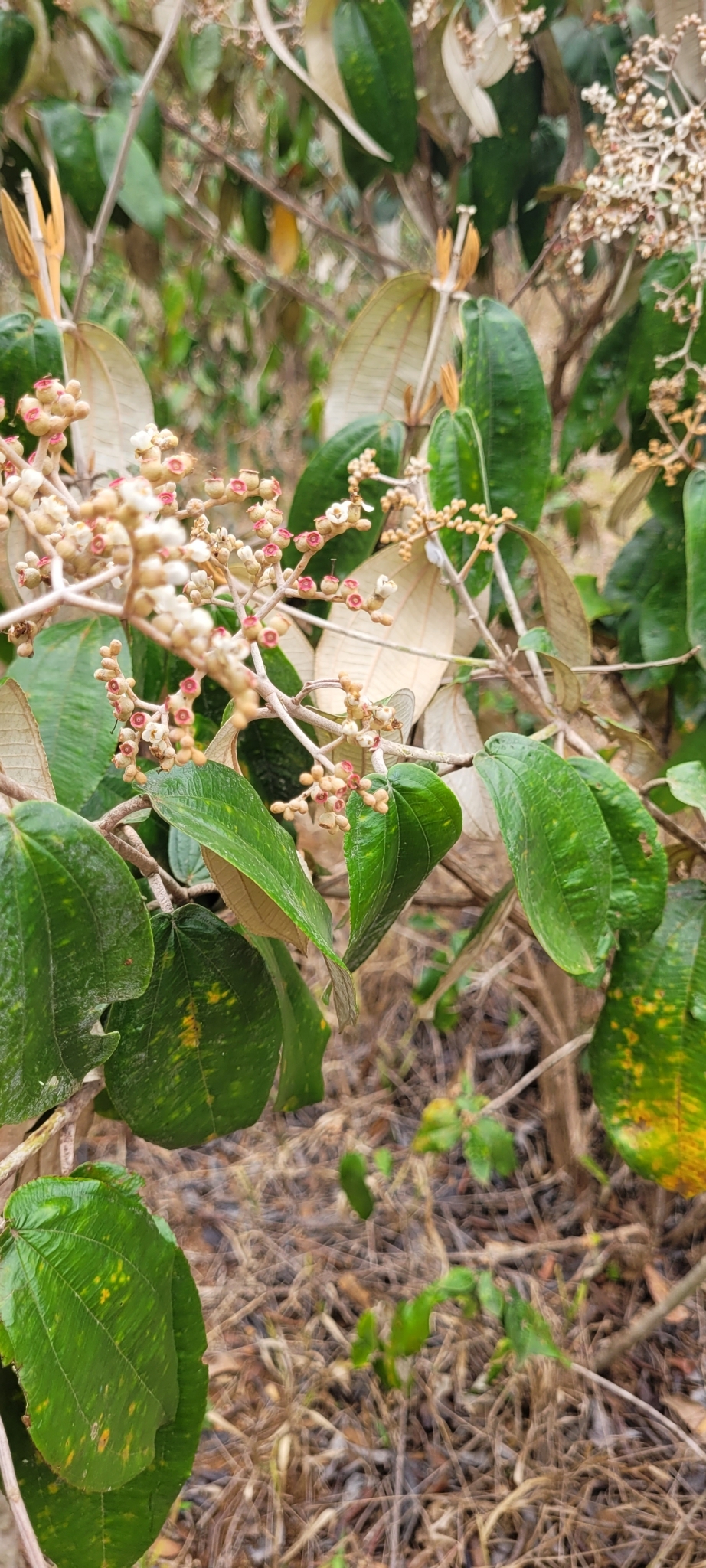 Miconia albicans