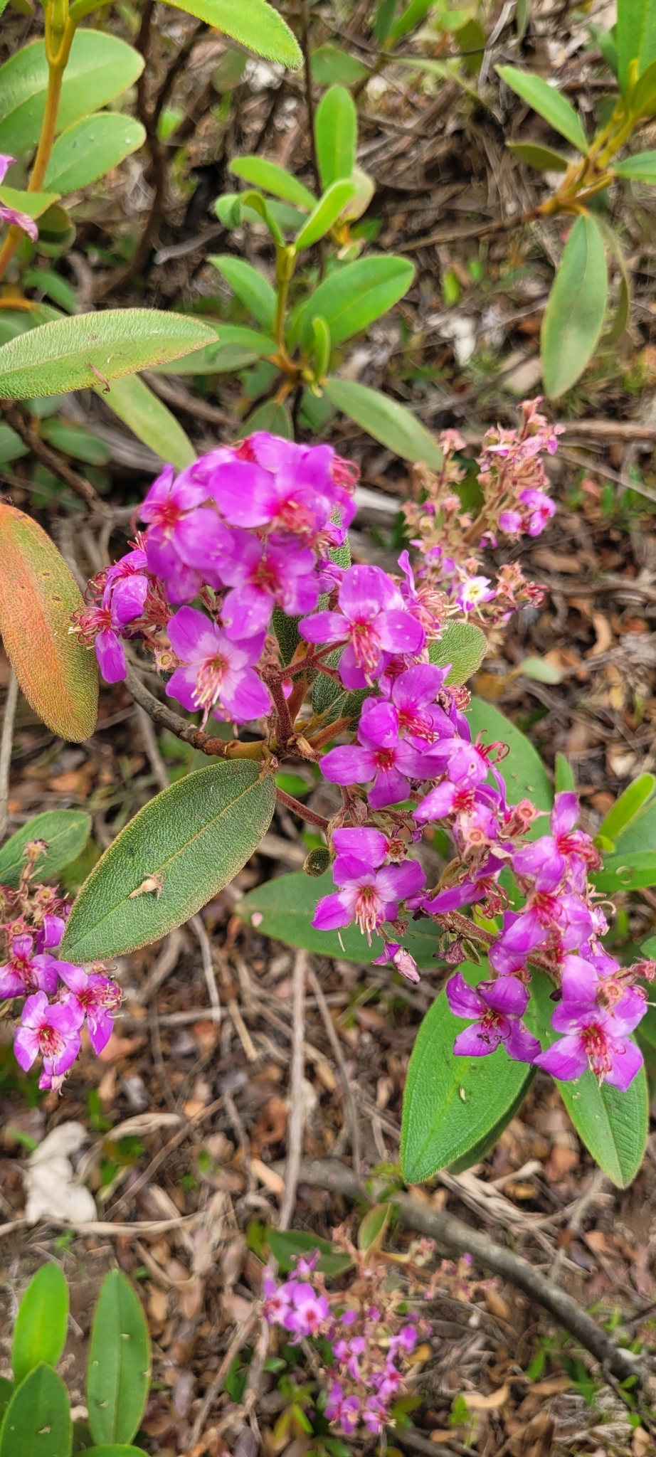 Macairea radula