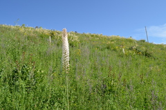 Eremurus robustus