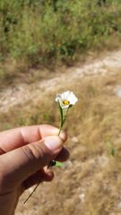 Sida linifolia