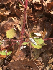 Rubus phoenicolasius