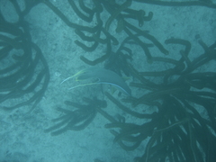 Holacanthus bermudensis