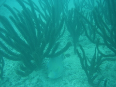 Holacanthus bermudensis