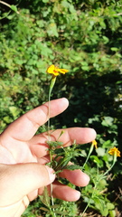 Tagetes jaliscensis