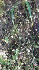 Stenocarpha filiformis