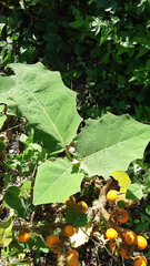 Solanum hirtum