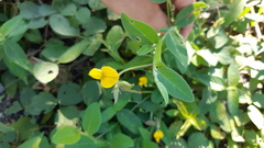 Crotalaria rotundifolia