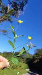 Crotalaria rotundifolia