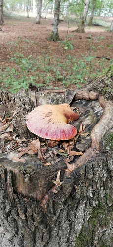 Beefsteak Polypore