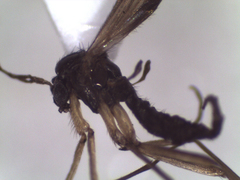 Sciaroidea