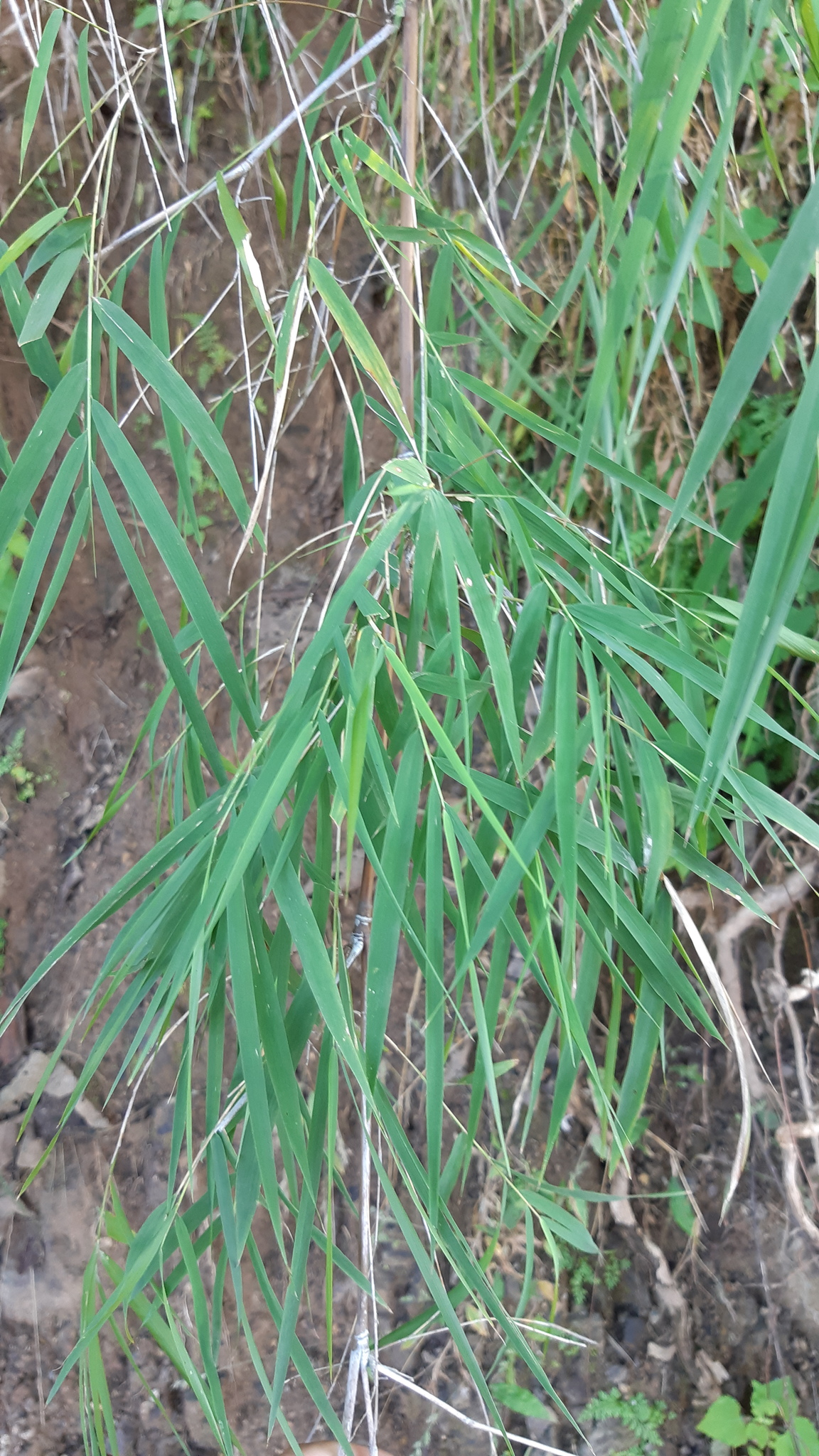 Arundinella deppeana