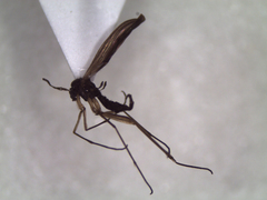 Sciaroidea