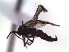 Sciaroidea