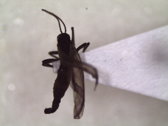 Sciaroidea