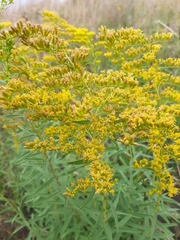 Solidago tortifolia