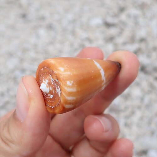 Conus litoglyphus observed 2025-09-24