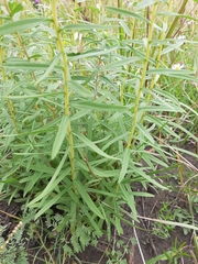 Solidago tortifolia
