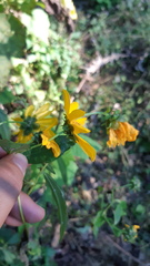 Aldama latibracteata