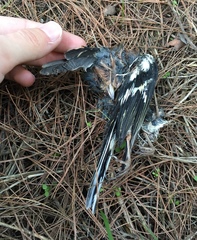 Fringilla coelebs