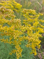 Solidago tortifolia