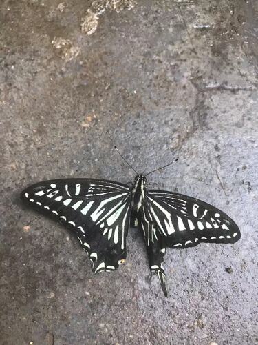 Chinese Yellow Swallowtail