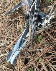Fringilla coelebs