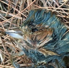 Fringilla coelebs