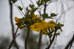 Uncarina grandidieri